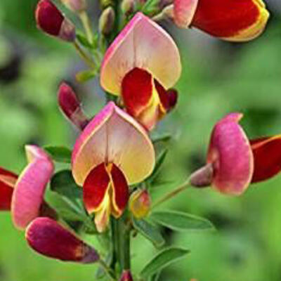 Brem - Cytisus 'Goldfinch'