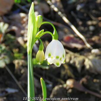 Leucojum aestivum