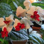 Clerodendrum thomsoniae - Bruidstranen, Kansenboom