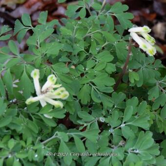 Corydalis ochroleuca