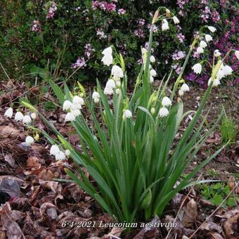 Leucojum aestivum