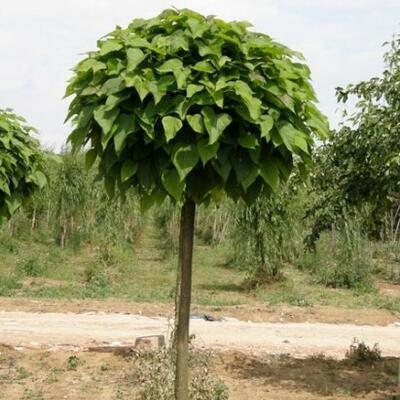 Bolcatalpa - Catalpa bignonioides 'Nana'