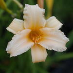 Hemerocallis 'Curls' - Daglelie - Hemerocallis 'Curls'