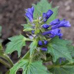 Ajuga incisa 'Blue Enigma' - Japans zennegroen, Kruipend zennegroen