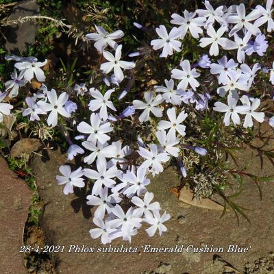 Kruipphlox - Phlox subulata 'Emerald Cushion Blue'