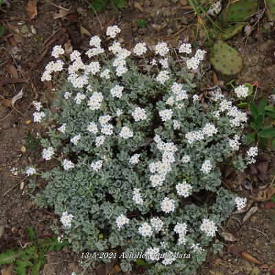 Duizendblad - Achillea umbellata