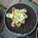 Aeonium haworthii 'Kiwi' - Vetplant