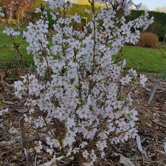 Prunus incisa 'Lotte'