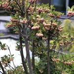 Enkianthus campanulatus - Pronkklokje