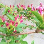 Weigela 'Rosea' - Weigelia - Weigela 'Rosea'