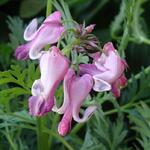 Dicentra 'Pink Diamonds' - Gebroken hartje, tranend hartje - Dicentra 'Pink Diamonds'