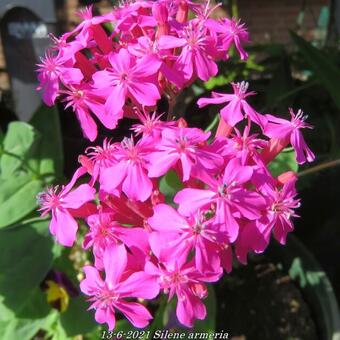 Silene armeria