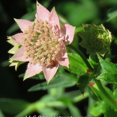 Astrantia major - Zeeuws knoopje