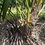 Trachycarpus sp. 'Manipur'  - Manipurpalm