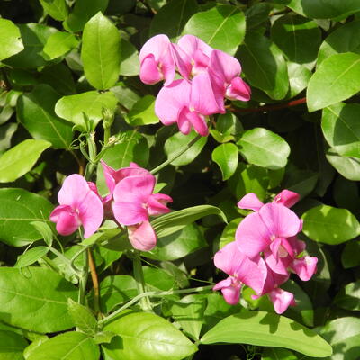 Siererwt - Lathyrus latifolius 'Red Pearl'