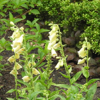 Digitalis grandiflora 'Carillon'