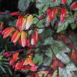 Ipomoea lobata - Spaanse vlag