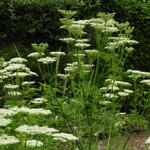 Ligusticum lucidum - Ligusticum lucidum