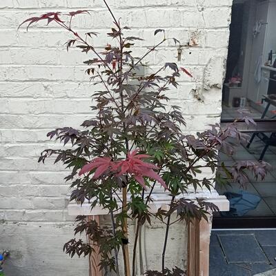 Japanse esdoorn - Acer palmatum 'Atropurpureum'