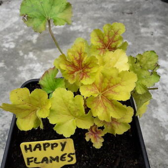 Heuchera 'Happy Flames'