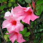 Mandevilla 'SUNDAVILLE Cream Pink' - Mandevilla