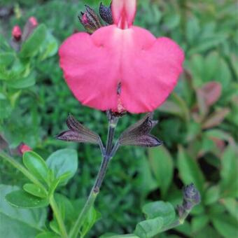 Salvia greggii 'Savannah Salmon Rose'