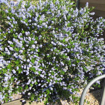 Ceanothus impressus 'Victoria'