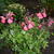 Salvia greggii 'Savannah Salmon Rose'