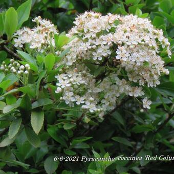 Pyracantha coccinea 'Red Column'