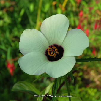 Hibiscus trionum