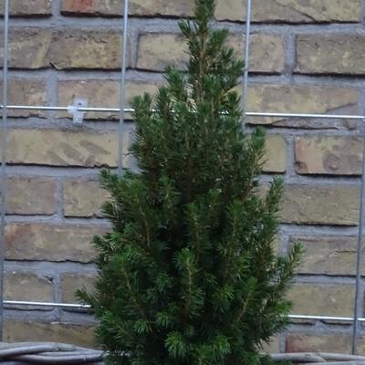 Witte spar, Canadese spar - Picea glauca 'Perfecta'