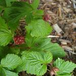 Rubus arcticus - Arctische braambes, Dwergbraam, Poolbraam