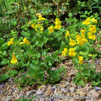 Mimulus luteus