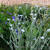 Lychnis coronaria 'Alba'