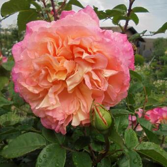 Rosa 'Augusta Luise'