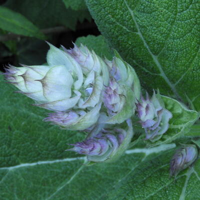 Scharlei - Salvia sclarea var. turkestanica