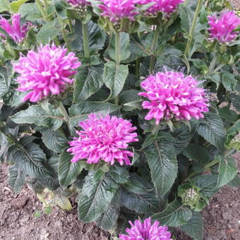 Monarda 'Baby Spice'