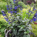 Salvia guaranitica 'Black & Bloom' - Salie - Salvia guaranitica 'Black & Bloom'