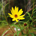 Helianthus salicifolius - Zonnebloem