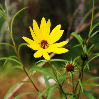 Helianthus salicifolius