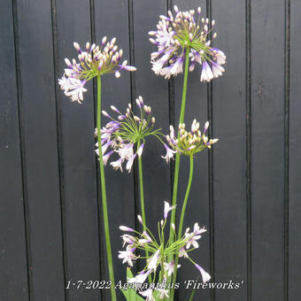 Agapanthus 'Fireworks'