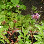 Trifolium speciosum - Klaver