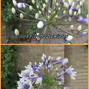 Agapanthus 'Fireworks'