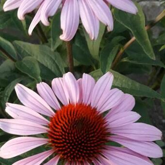 Echinacea purpurea 'Magnus Superior'