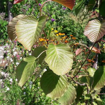 Euptelea pleiosperma