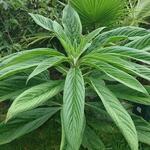 Echium pininana - Reuzeslangenkruid