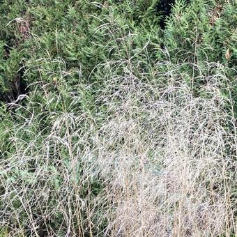 Deschampsia cespitosa 'Goldtau'