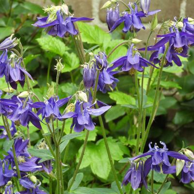 Akelei - Aquilegia vulgaris 'Blue Barlow'