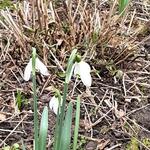 Galanthus 'White Cloud' - Sneeuwklokje