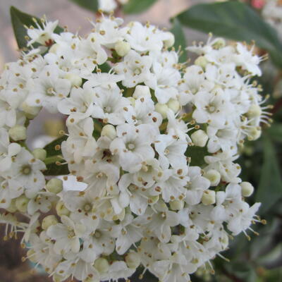 Sneeuwbal - Viburnum tinus 'Gwenllian'